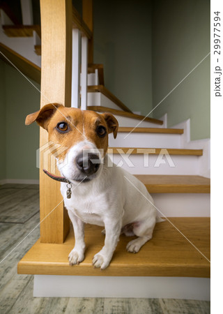 dog dog 29977594