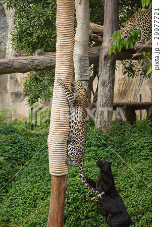 leopard and black panther playing a rope leopard and black panther playing a rope 29977721