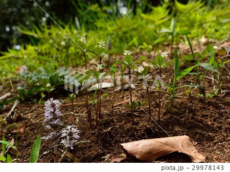 ヒトリシズカの花 ヒトリシズカの花 29978143