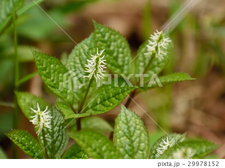 ヒトリシズカの花 ヒトリシズカの花 29978152