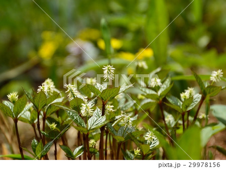 ヒトリシズカの花 ヒトリシズカの花 29978156