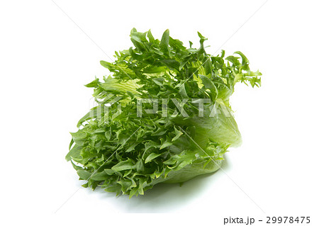 フリルレタス 29978475
