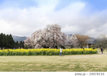 一心行の桜 29978530