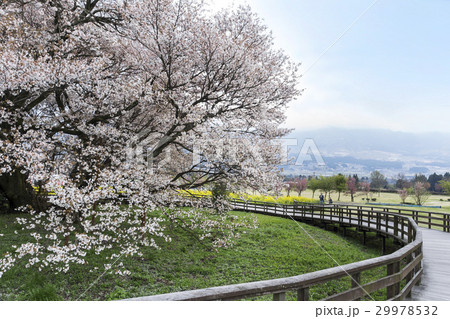 一心行の桜 29978532