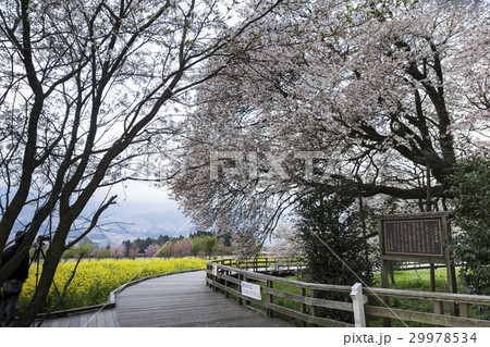 一心行の桜 一心行の桜 29978534