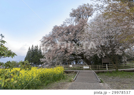 一心行の桜 一心行の桜 29978537