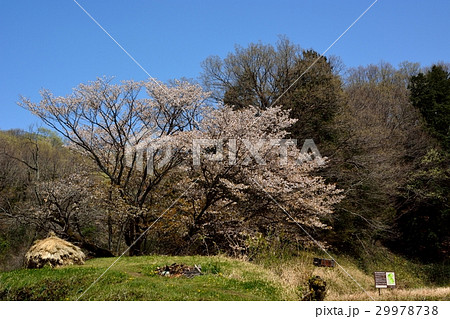 畦桜 - 樹齢200年を超える山桜 - 町田市五反田谷戸 29978738