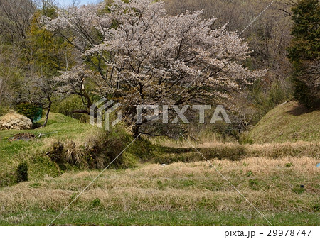 畦桜 - 樹齢200年を超える山桜 - 町田市五反田谷戸 畦桜 - 樹齢200年を超える山桜 - 町田市五反田谷戸 29978747