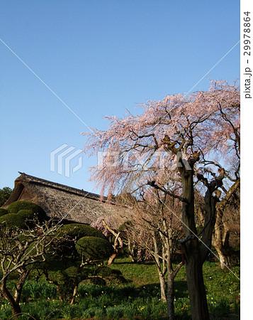 しだれ桜　御殿場 29978864