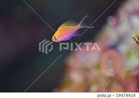 ハナゴンベ幼魚③ 29978928