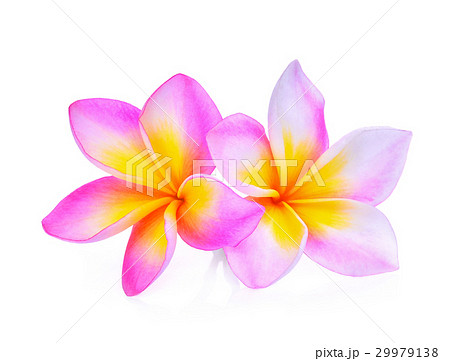 frangipani flowers isolated on white background 29979138