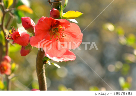 樹木:ボケ バラ科 樹木:ボケ バラ科 29979392