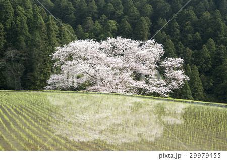 桜咲く頃 桜咲く頃 29979455