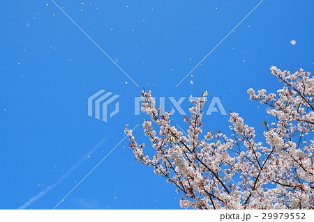 青空と桜吹雪 29979552