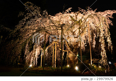 咲き誇る夜のしだれ桜 咲き誇る夜のしだれ桜 29979926
