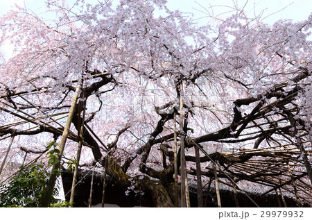咲き誇る樹齢約100年以上のしだれ桜 29979932