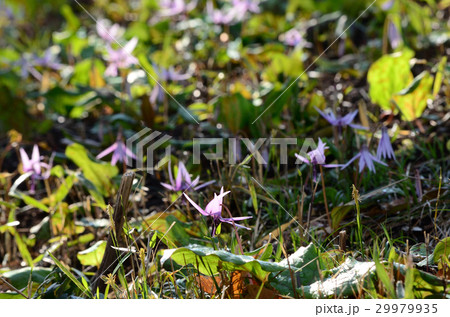 群生するカタクリ・片栗 29979935