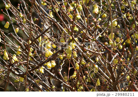 樹木:ヒュウガミズキ マンサク科 樹木:ヒュウガミズキ マンサク科 29980211