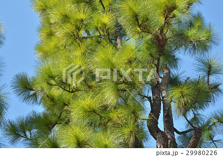 樹木：ダイオウショウ　マツ科 29980226
