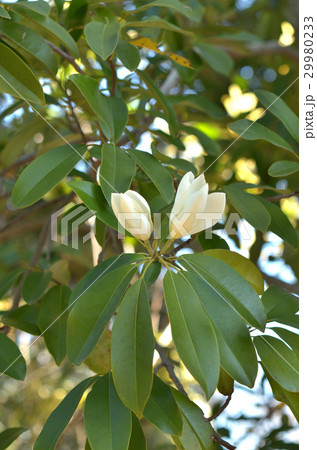 樹木：ミヤマガンショウ　モクレン科 29980233