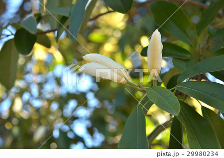 樹木：ミヤマガンショウ　モクレン科 29980234