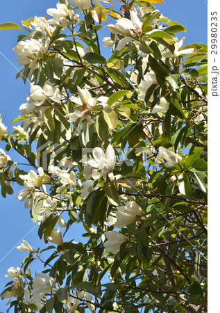 樹木：ミヤマガンショウ　モクレン科 29980235