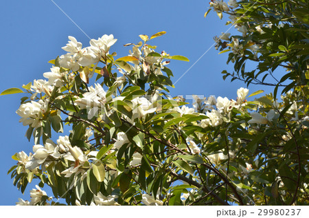 樹木：ミヤマガンショウ　モクレン科 29980237