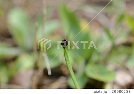 カタクリ・片栗の種 29980258