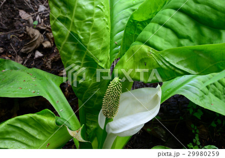ミズバショウ・水芭蕉の花 29980259