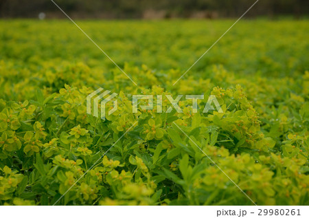 群生するノウルシ・野漆 29980261