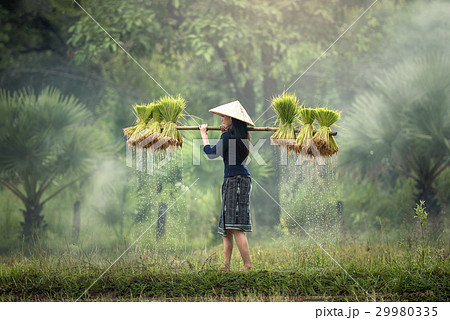 Woman Farmers grow rice in the rainy season Woman Farmers grow rice in the rainy season 29980335