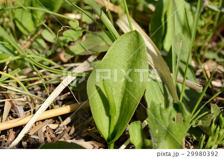 ヒロハハナヤスリ・広葉花鑢 29980392