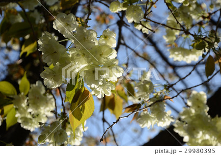 ウコンザクラ・鬱金桜の緑色の花 29980395