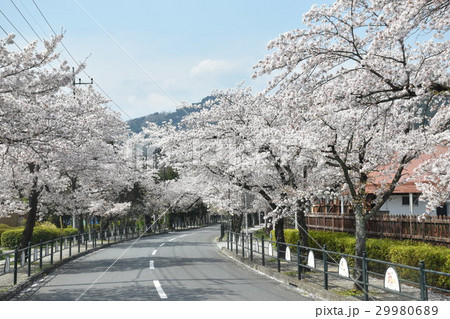 長瀞 桜トンネル 長瀞 桜トンネル 29980689