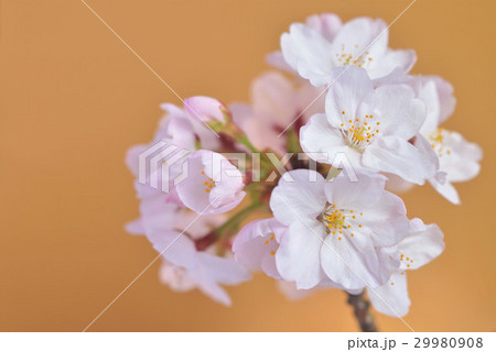 桜の花（金色背景） 29980908