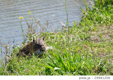 ヌートリア ヌートリア 29981200