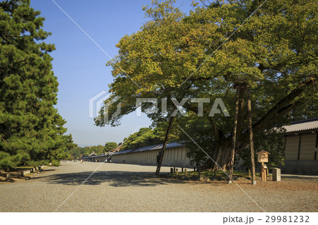 京都御所・清水谷家の椋 京都御所・清水谷家の椋 29981232