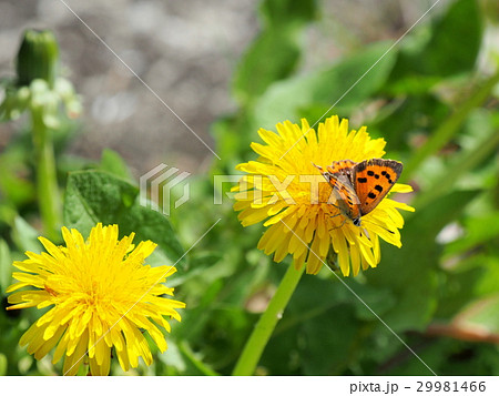 セイヨウタンポポの花とベニシジミチョウ 29981466