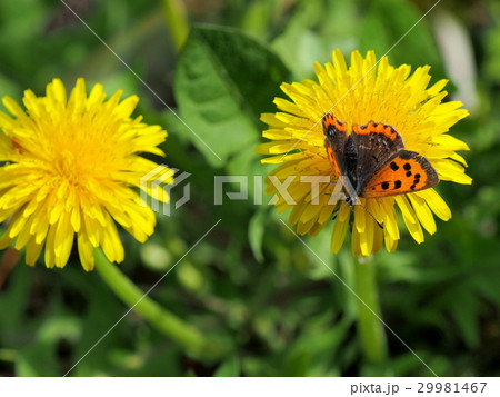 セイヨウタンポポの花とベニシジミチョウ 29981467