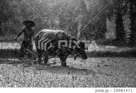 Farmer in The Rain Farmer in The Rain 29981471