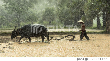 Farmers grow rice in the rainy season Farmers grow rice in the rainy season 29981472