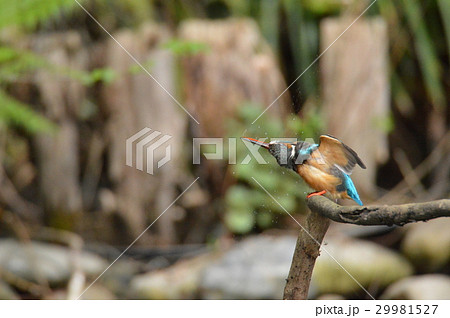 体を震わせるメスのカワセミ（根川緑道･立川公園／東京都立川市） 29981527