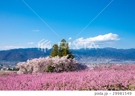 山梨桃源郷の写真素材