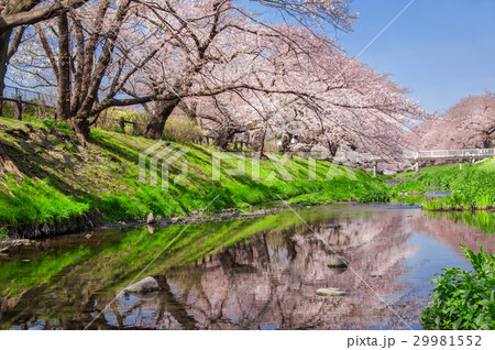 根川緑道の桜並木 根川緑道の桜並木 29981552