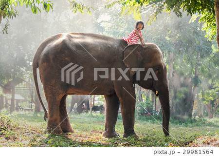 Child girl riding on baby elephant Child girl riding on baby elephant 29981564