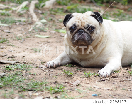 portraits photo of a lovely white fat cute pug dog portraits photo of a lovely white fat cute pug dog 29981574