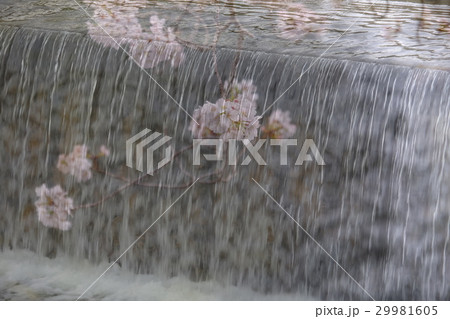 水流の中の桜のイメージ 29981605