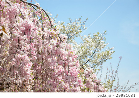 桜 品種 雨情枝垂 うじょうしだれ の写真素材