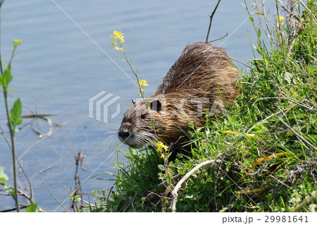 ヌートリア 29981641