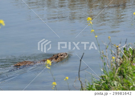 ヌートリア 29981642